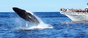 Whale-watching-mirissa-srilanka